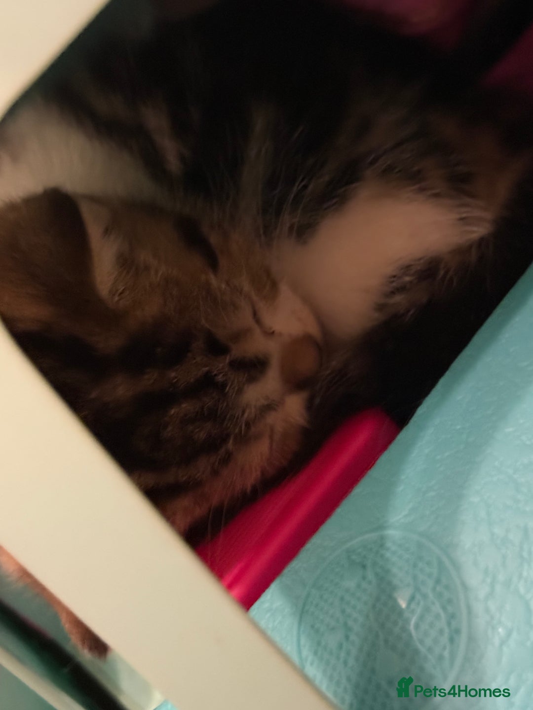 Mixed Breed cats for sale: Beautiful kittens ready for new home  - Image 21