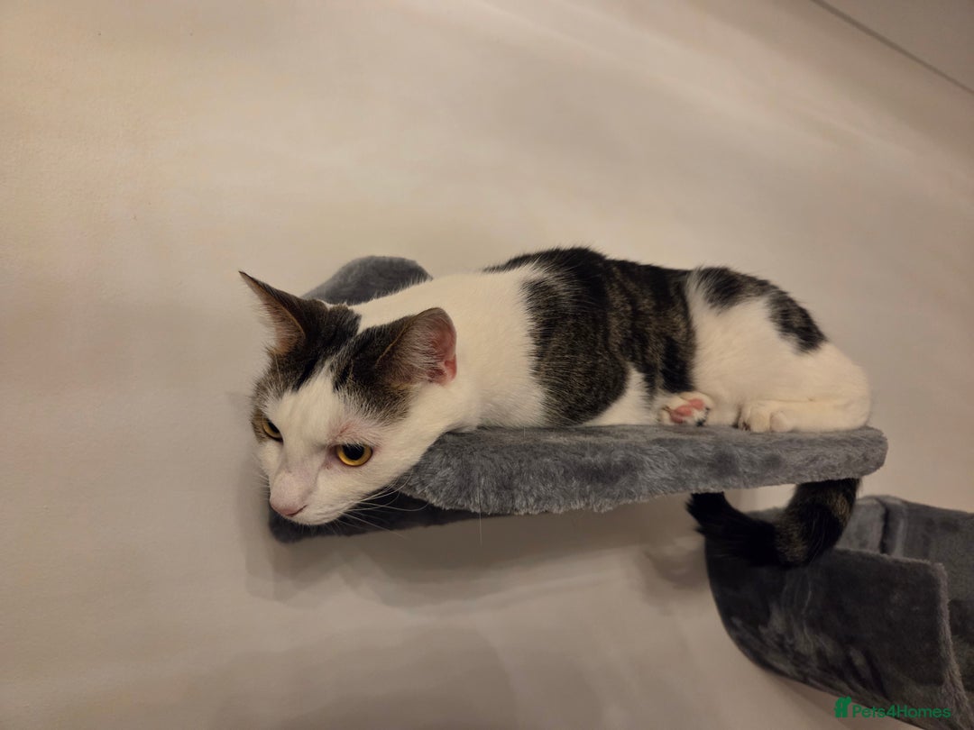Mixed Breed cats for sale: 2 adorable cats looking for a new loving home - Image 5