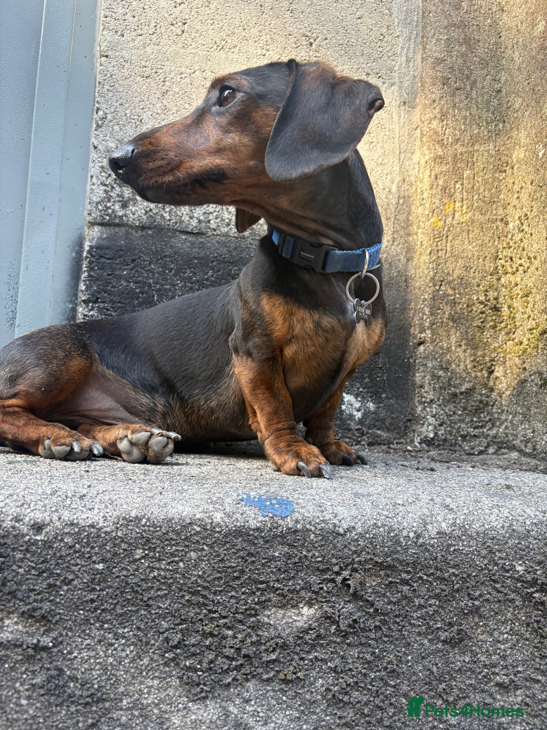 Dachshund dogs for stud: STUD - smooth haired brindle (black+tan) dachshund - Advert 6