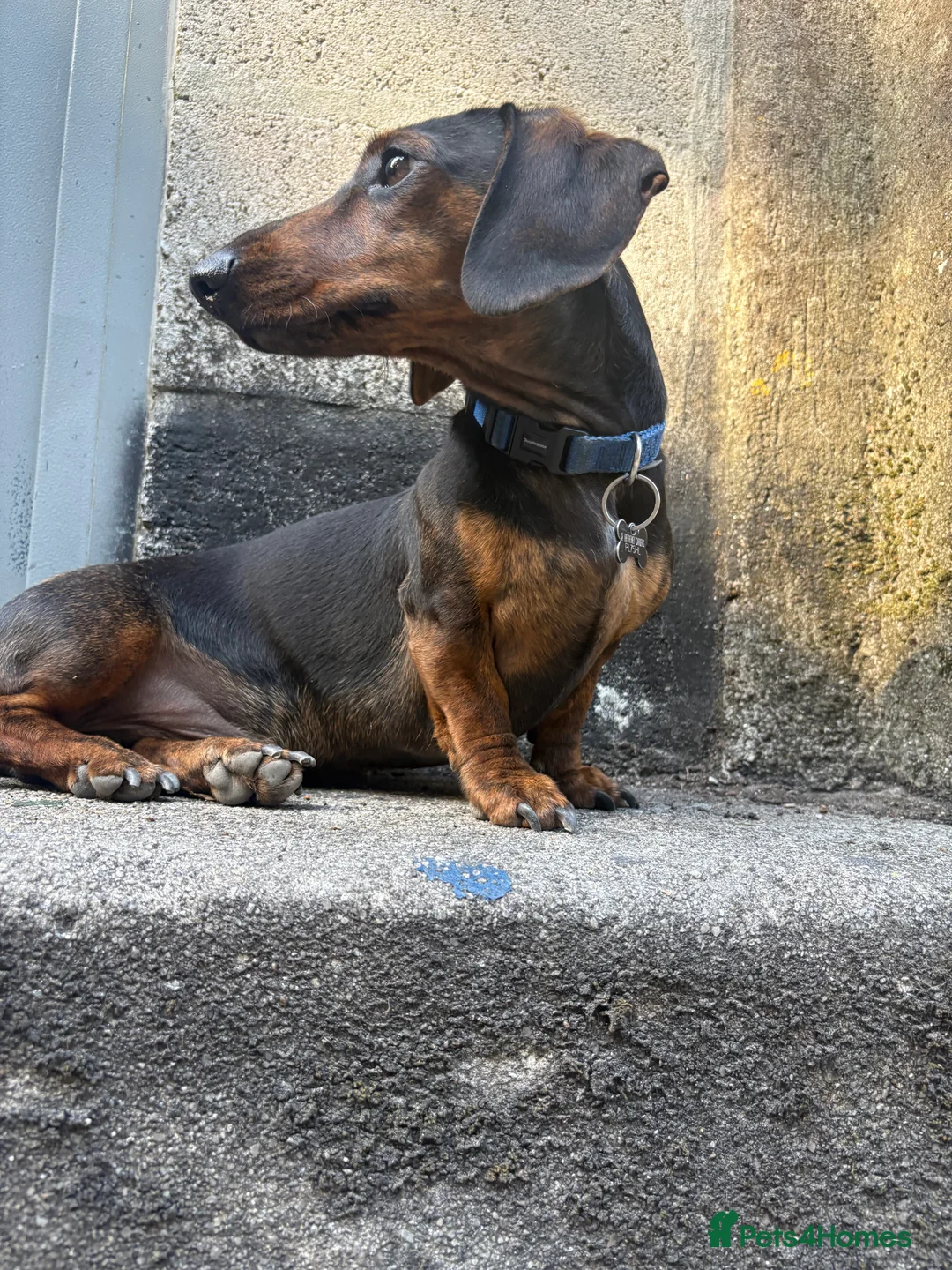 Dachshund dogs for stud: STUD - smooth haired brindle (black+tan) dachshund - Advert 6