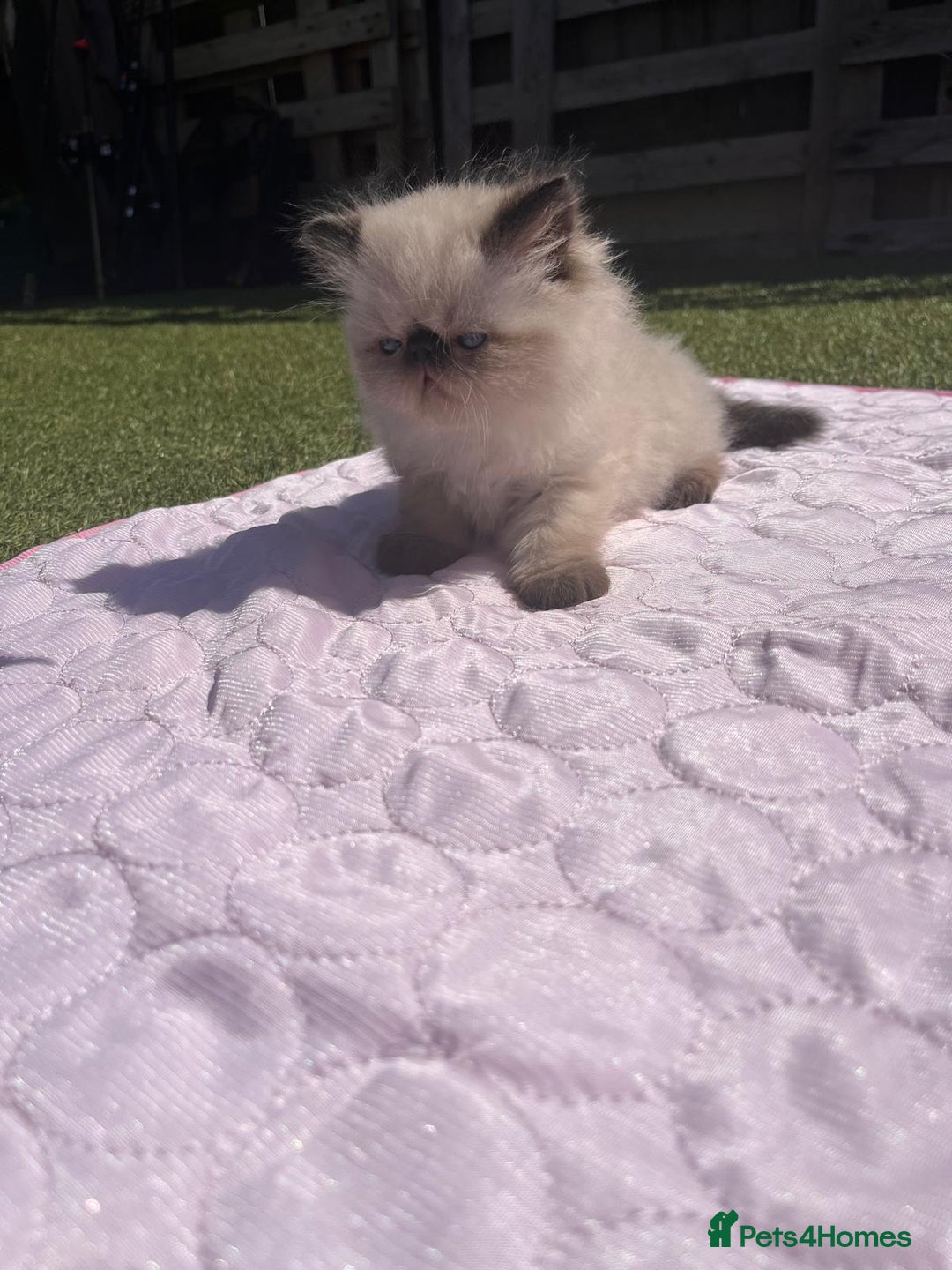 Persian cats for sale: Himalayan Persian kittens - Image 9