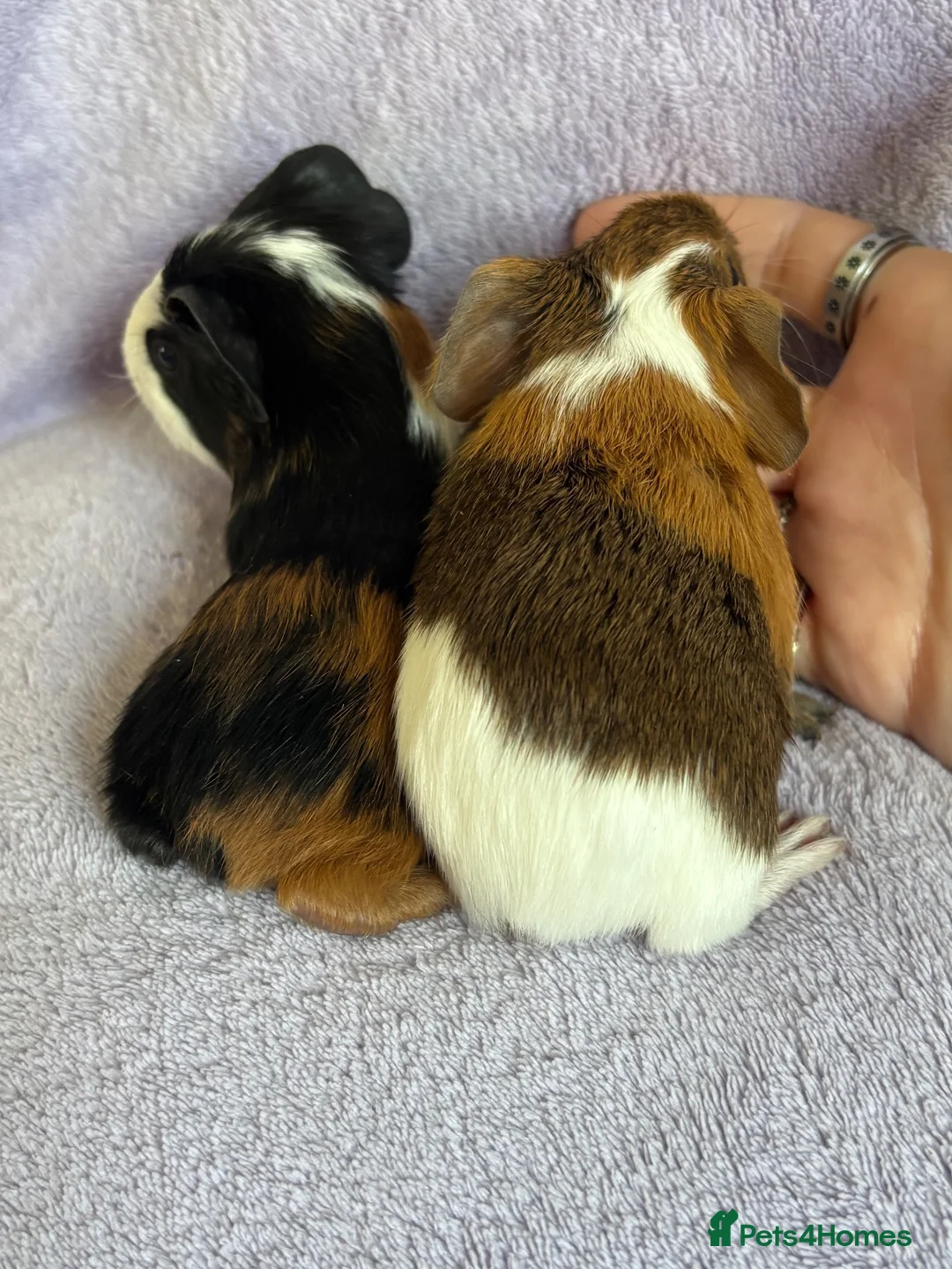 Guinea Pig rodents for sale: Baby boars  - Advert 6