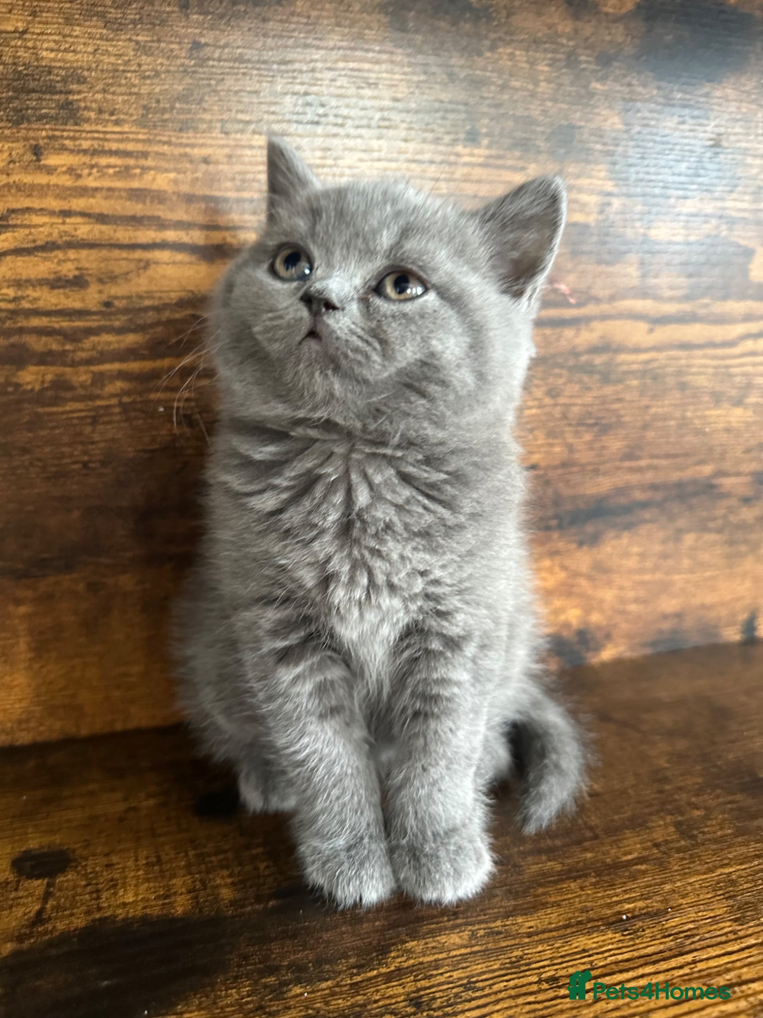 British Shorthair cats British Shorthair and Long Hair GCCF Registered  - Advert 17