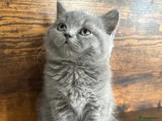British Shorthair cats British Shorthair and Long Hair GCCF Registered - Advert 17