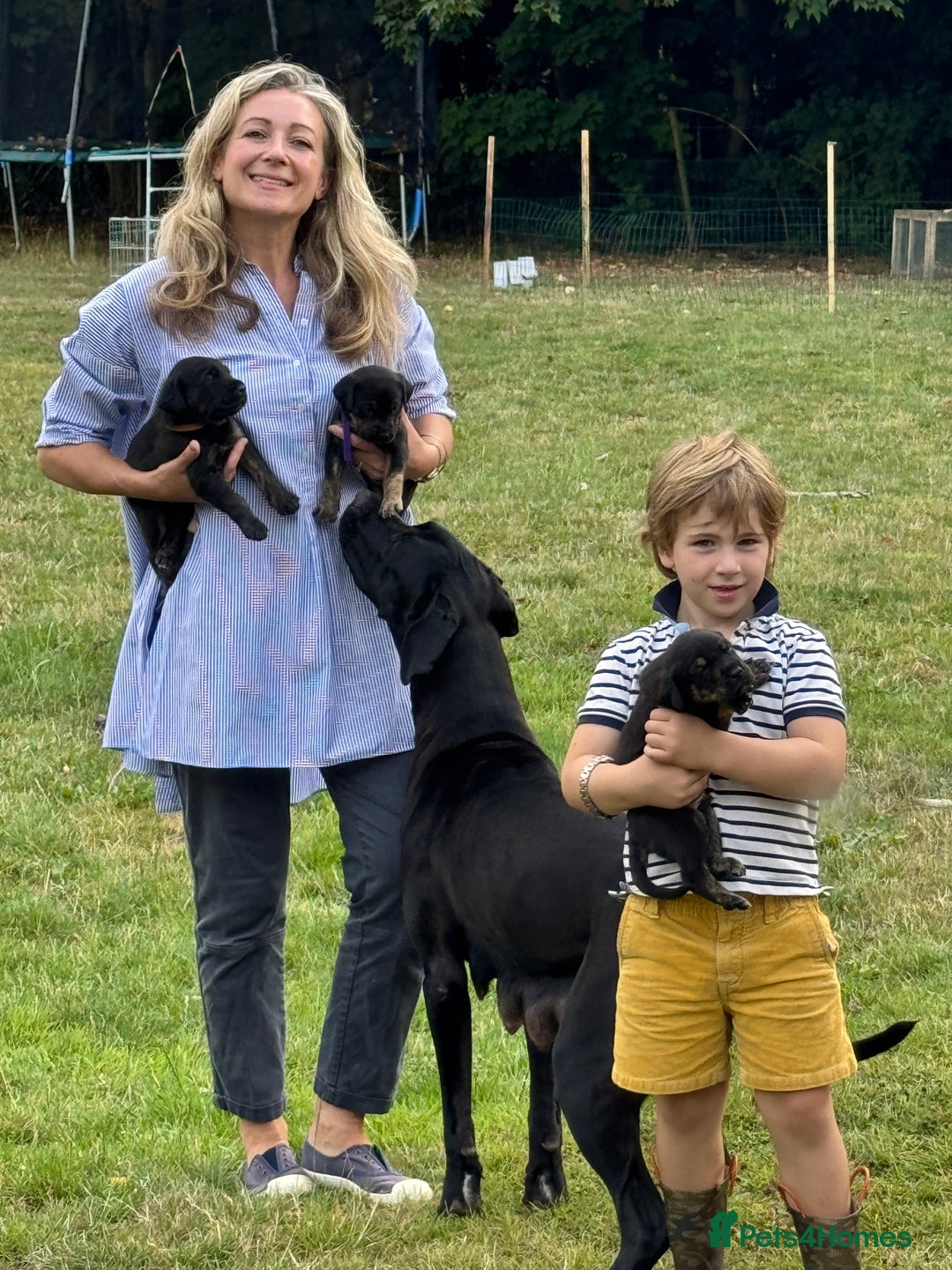Mixed Breed dogs for sale: Golden Retriever/ Great Dane Mix - Image 11