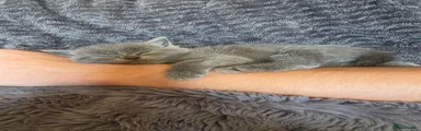 British Shorthair Kitten 1