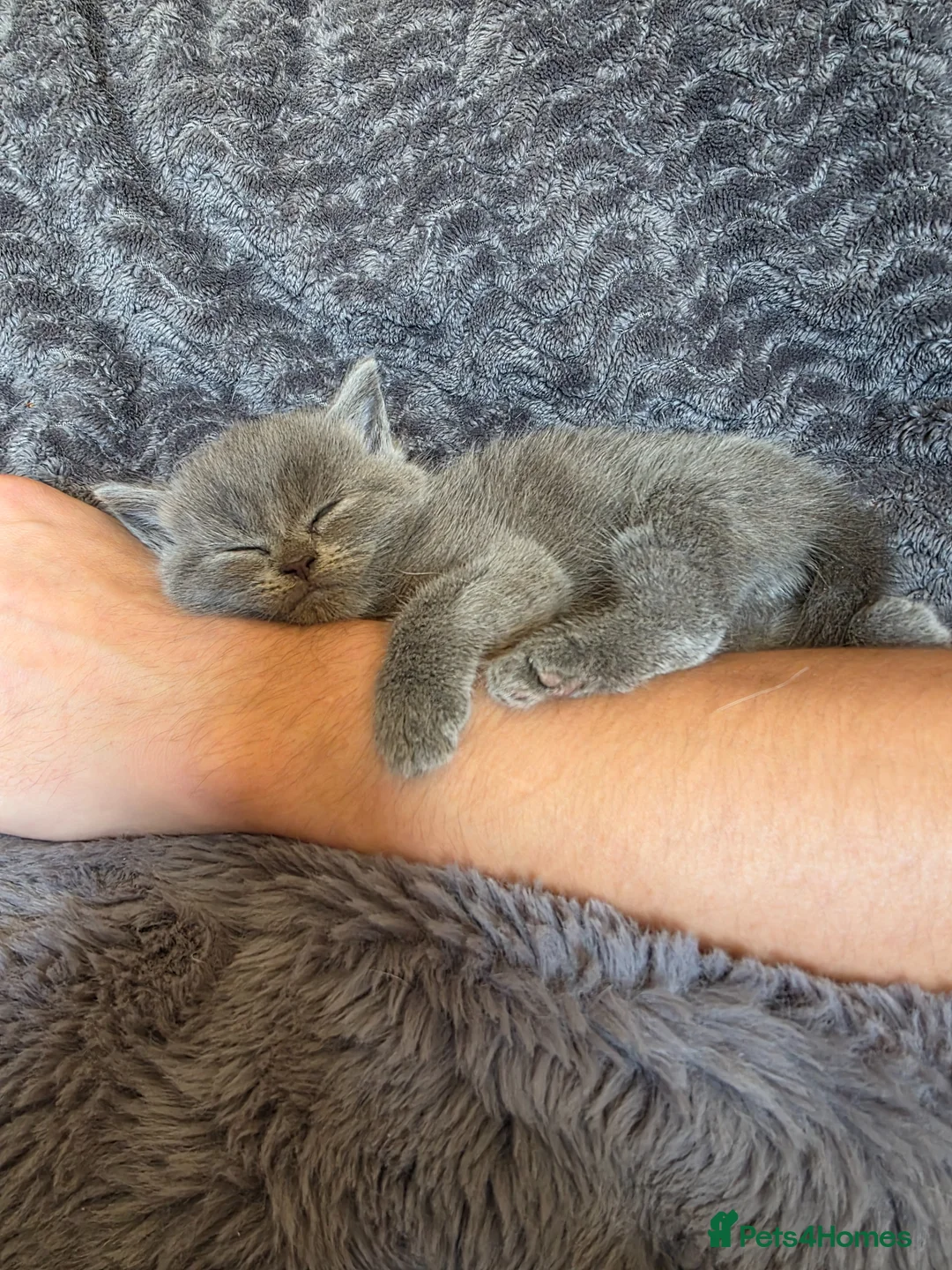 British Shorthair cats for sale: Beautiful British Shorthair Kittens  - Advert 2