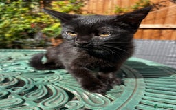 Turkish Angora cats for sale: ⭐️ Beautiful Turkish Angora X Bengal kittens ⭐️ - Image 16