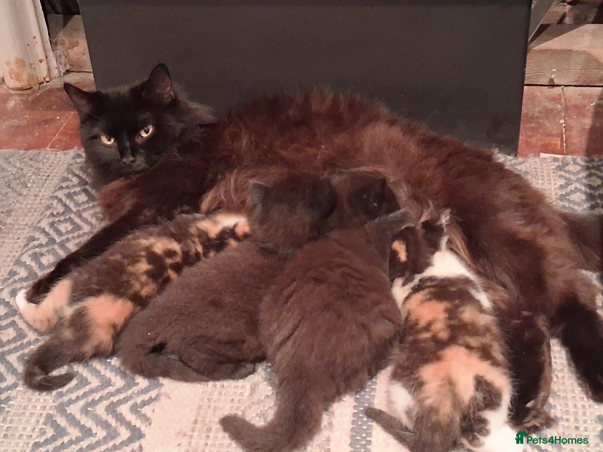 Mixed Breed cats BLACK OR TORTOISHELL KITTENS - Advert 16