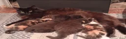 Mixed Breed cats for sale: BLACK OR TORTOISHELL KITTENS - Advert 1