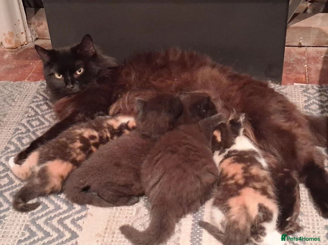 Mixed Breed cats for sale: BLACK OR TORTOISHELL KITTENS - Advert 1