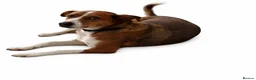 Mixed Breed dogs for adoption: Affectionate Milli looking for experienced owners - Advert 9