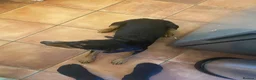 Mixed Breed dogs for sale: Milo kelpie spaniel mix - Advert 6