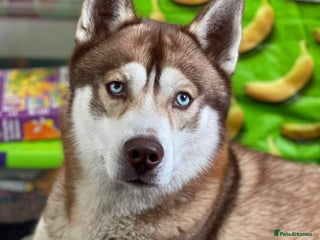 Siberian Husky dogs in South Shields - Advert 20