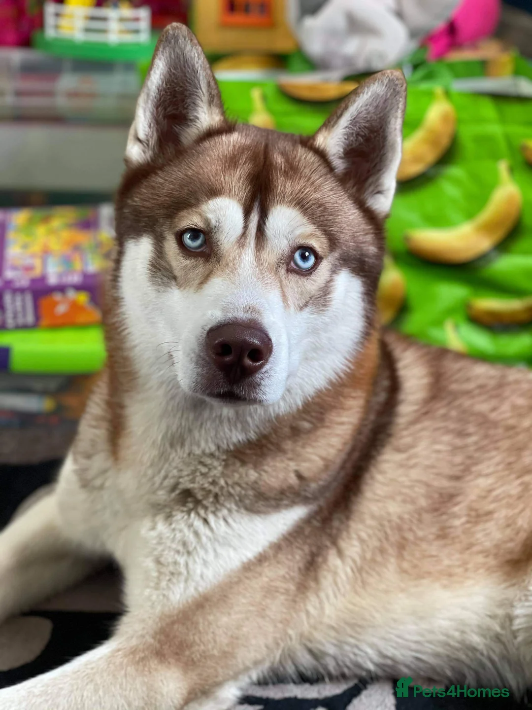Siberian Husky dogs for stud: Siberian Husky to Stud (Proven) in South Shields - Advert 1