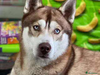 Siberian Husky dogs Siberian Husky to Stud (Proven) in South Shields - Advert 21