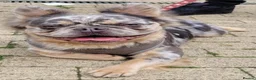French Bulldog dogs for sale: Ready to leave fluffy French bulldog pups🐾🐶 - Advert 3