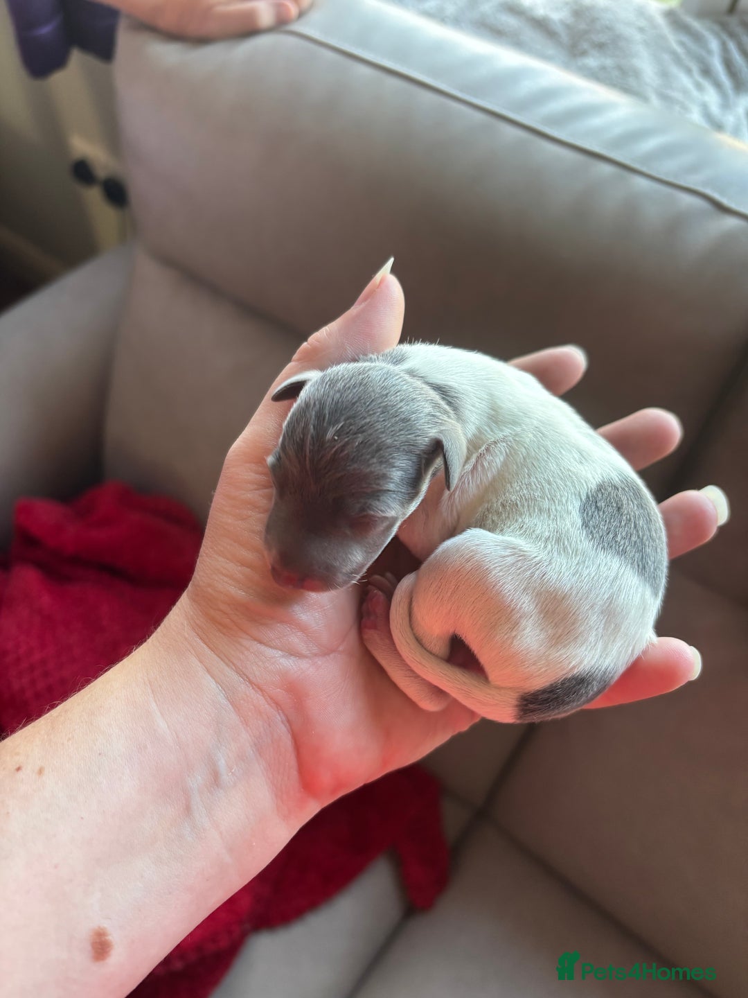 Italian Greyhound dogs for sale: 7/8 Italian greyhound x 1/8 whippet pup for sale  - Image 10