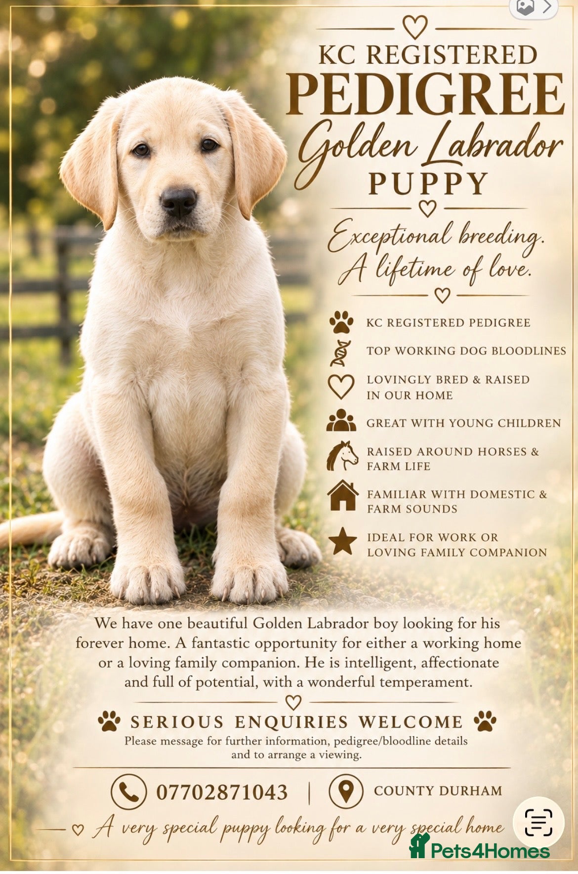 Labrador Retriever dogs 🐾 Golden Labrador retriever top bloodlines  - Advert 1