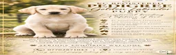 Labrador Retriever dogs for sale: 🐾 Golden Labrador retriever top bloodlines  in Crook - Advert 1