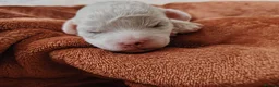 Shihpoo dogs for sale: 🤎🤍 The perfect babies 🤎🤍 in Nuneaton - Advert 8