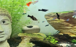 Mollies fish for sale: Baby Mollies - Image 4