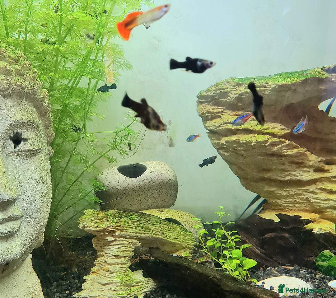 Mollies fish for sale: Baby Mollies - Image 4