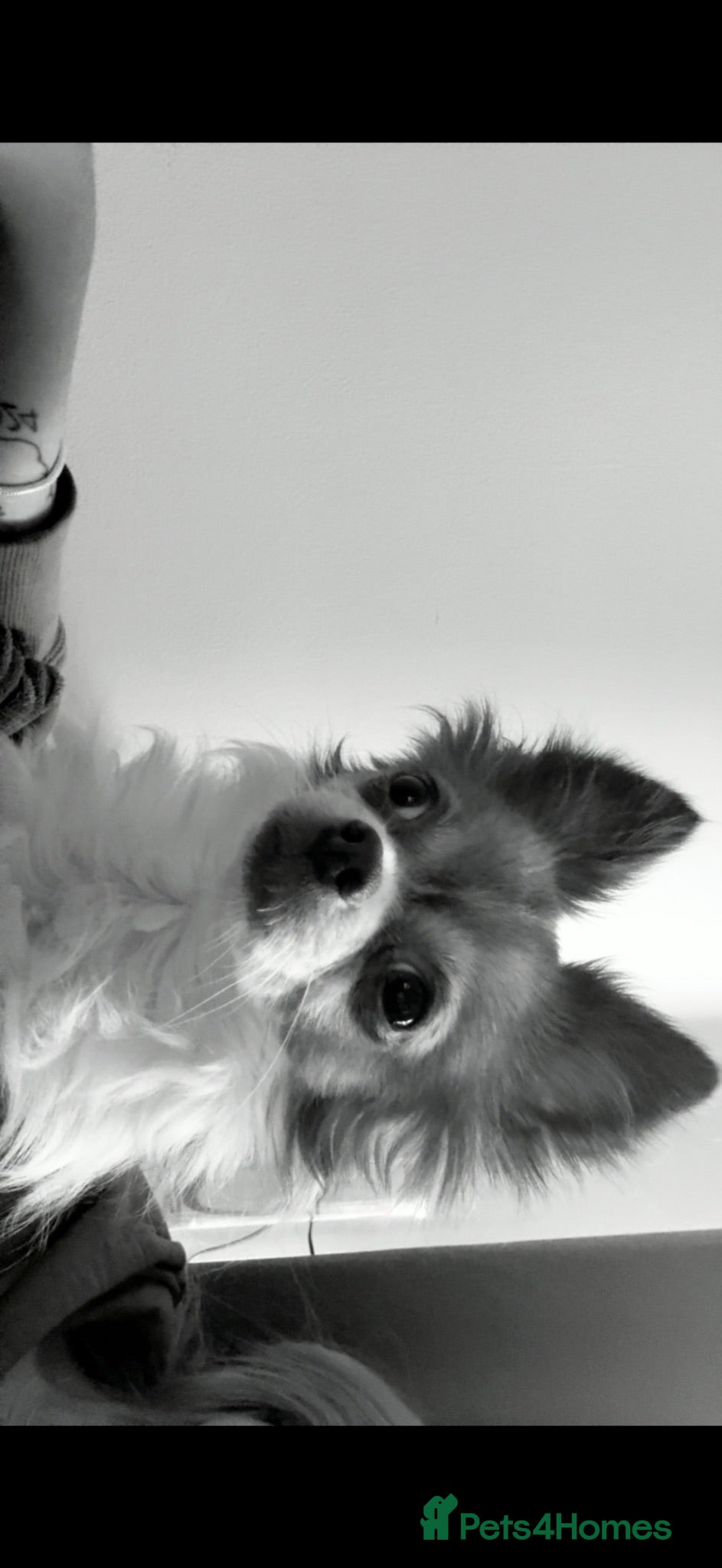 Mixed Breed dogs Two beutiful female girl dogs  - Advert 2