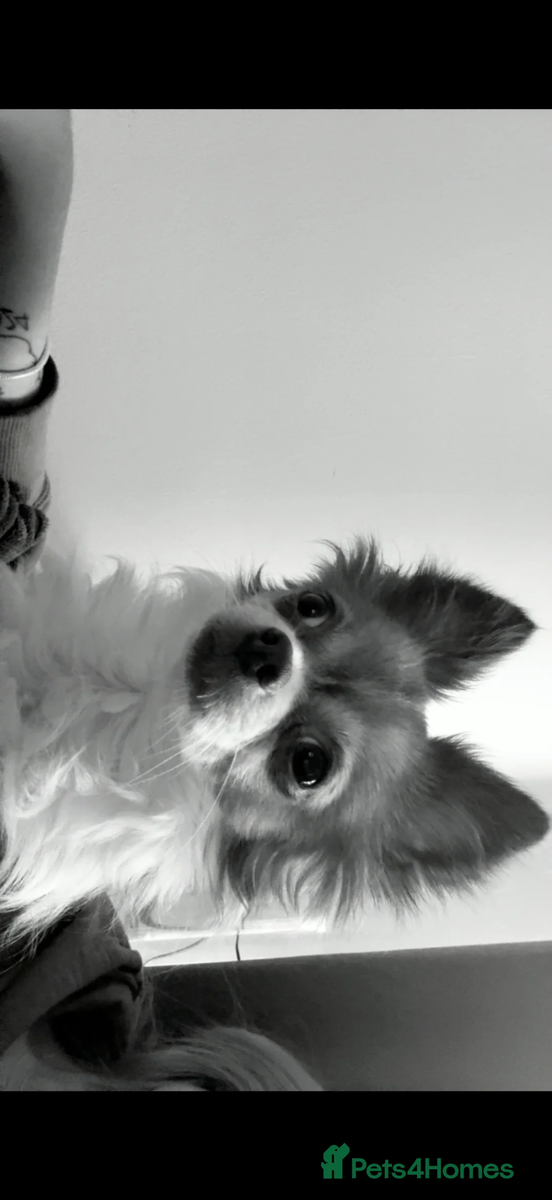 Mixed Breed dogs for sale: Two beutiful female girl dogs  - Advert 1
