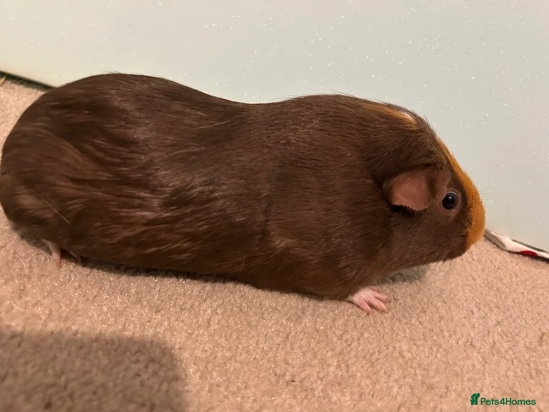 Guinea Pig rodents for sale: Female guinea pigs  - Advert 4