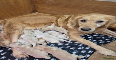 Golden Retriever dogs KC Registered Golden Retrievers - Advert 4