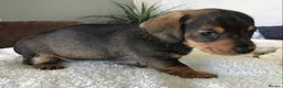 Miniature Dachshund dogs for sale: SOMETHING A LITTLE DIFFERENT..MINI DACHSHUNDS  - Advert 12