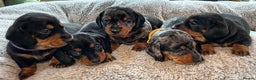 Miniature Dachshund dogs for stud: Stud Stanley - Advert 9