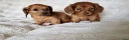 Miniature Dachshund dogs for sale: Longhair miniature dachshund puppys  - Advert 13