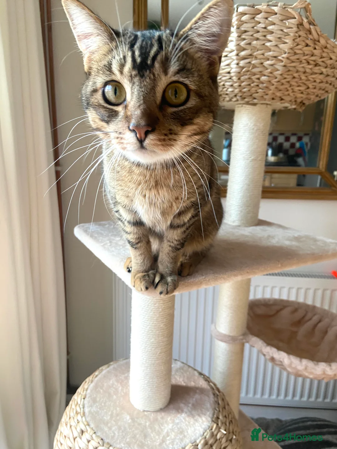 Mixed Breed cats for sale: Persian mix 9 month old kitten 💙 - Advert 3