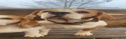 Beagle dogs for sale: STUNNING LITTER OF KC REG CHAMPION LINE BEAGLES  - Advert 12