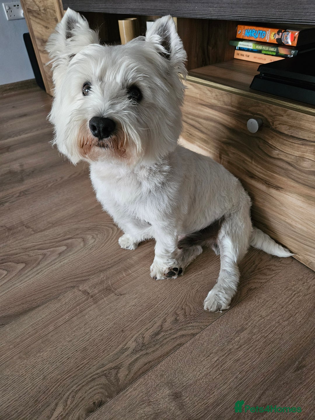West Highland Terrier dogs for stud: Fifi West Highland Terrier for Stud Skelmersdale  - Image 3