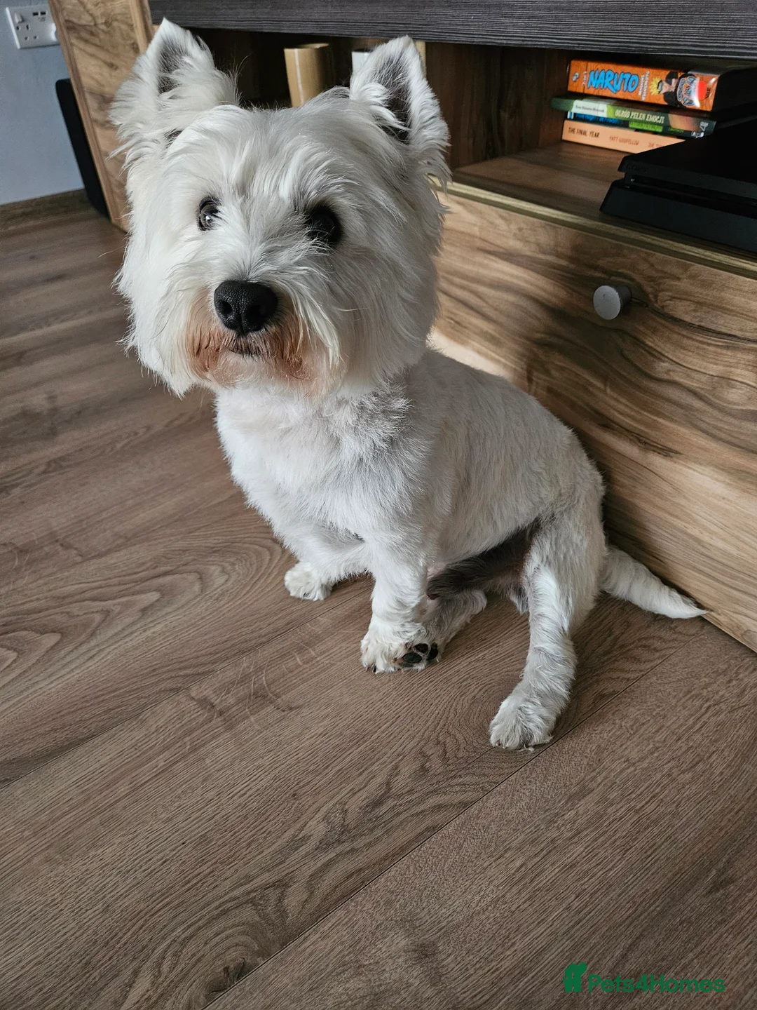 West Highland Terrier dogs for stud: Fifi West Highland Terrier for Stud Skelmersdale  - Advert 3