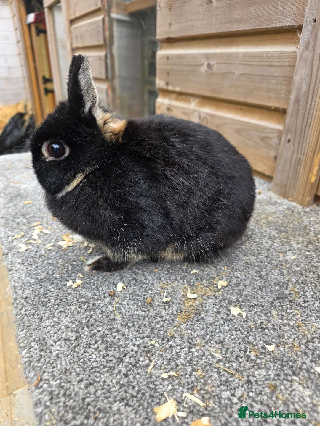 Netherland Dwarf rabbits for sale: Netherland Dwarf kits black otter, agouti vienna  - Advert 1