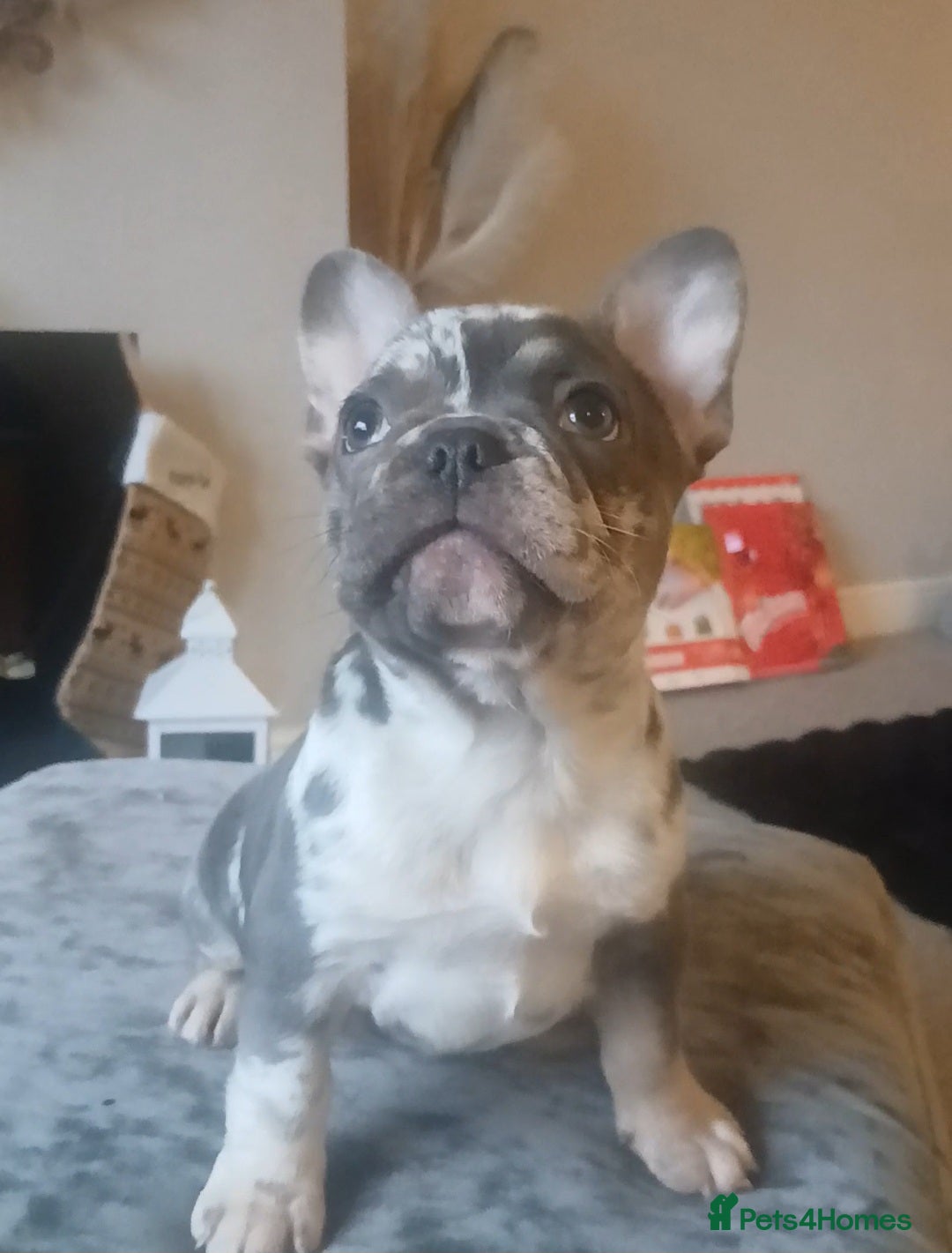 French Bulldog dogs for sale: KC French Bulldog Merles carrying fluffy. - Advert 14