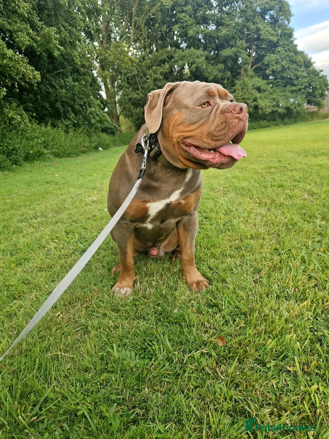 Olde English Bulldogge dogs for stud: Olde English Bulldogge for Stud - Winston in Thetford - Advert 25