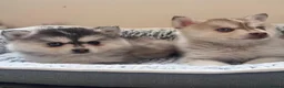 Pomsky dogs for sale: Reduced - Bi eyed silver wooly coat girl - Advert 8