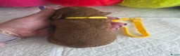 Cavapoo dogs for sale: 🥇Finest Quality Beautiful Deep Red Cavapoos 🥇 - Advert 19