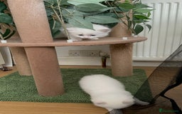 Ragdoll cats for sale: Gorgeous Litter of ragdolls ready 10/10/25 - Image 4