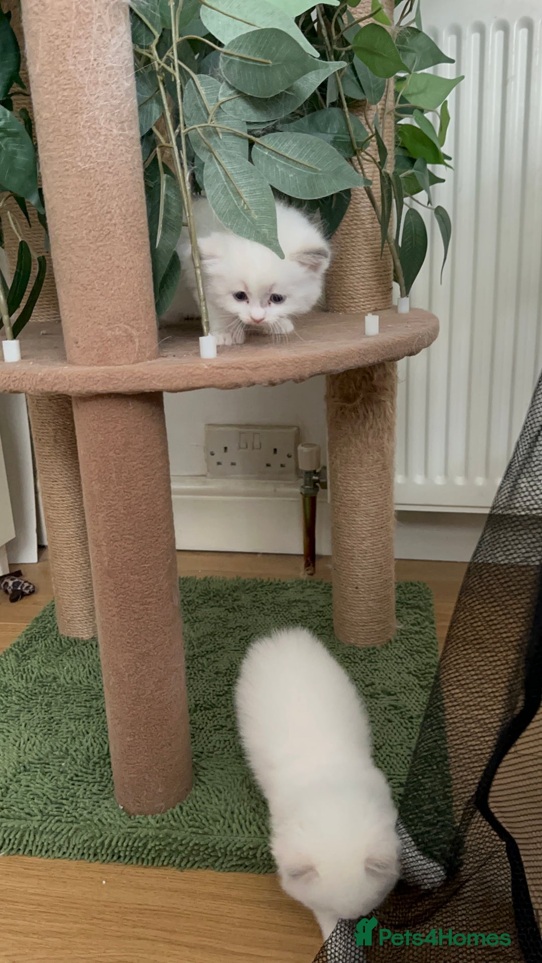 Ragdoll cats for sale: Gorgeous Litter of ragdolls ready 10/10/25 - Image 4