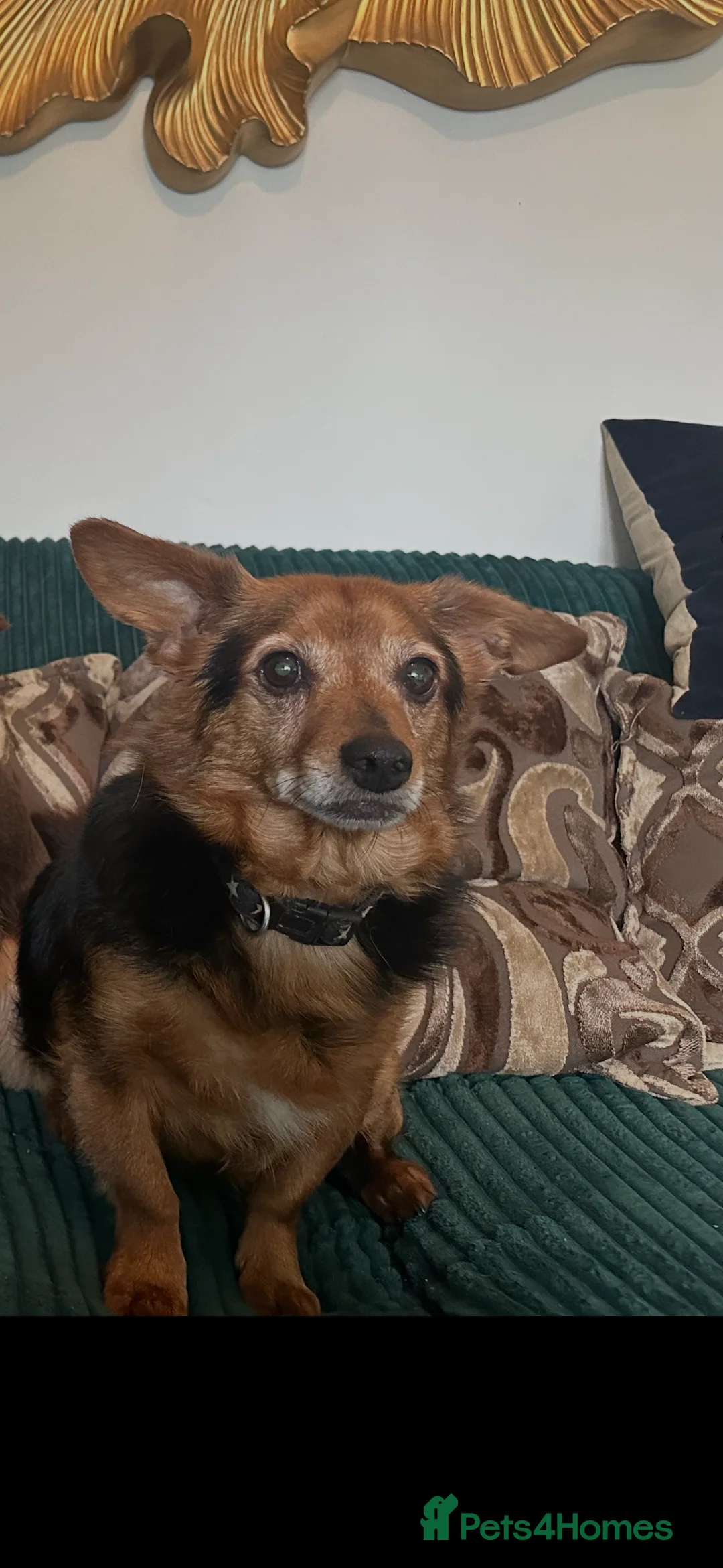 Chorkie dogs for sale: old terrier looking for loving home  - Advert 5