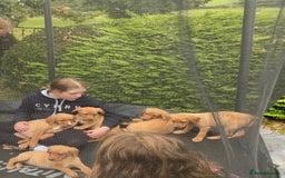 Labrador Retriever dogs for sale: Fox Red lab puppies for sale - Image 13