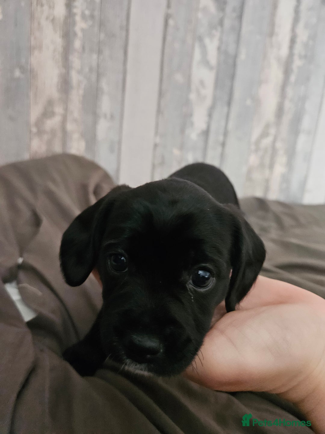 Mixed Breed dogs for sale: Border terrier x cavapoo pups - Image 7