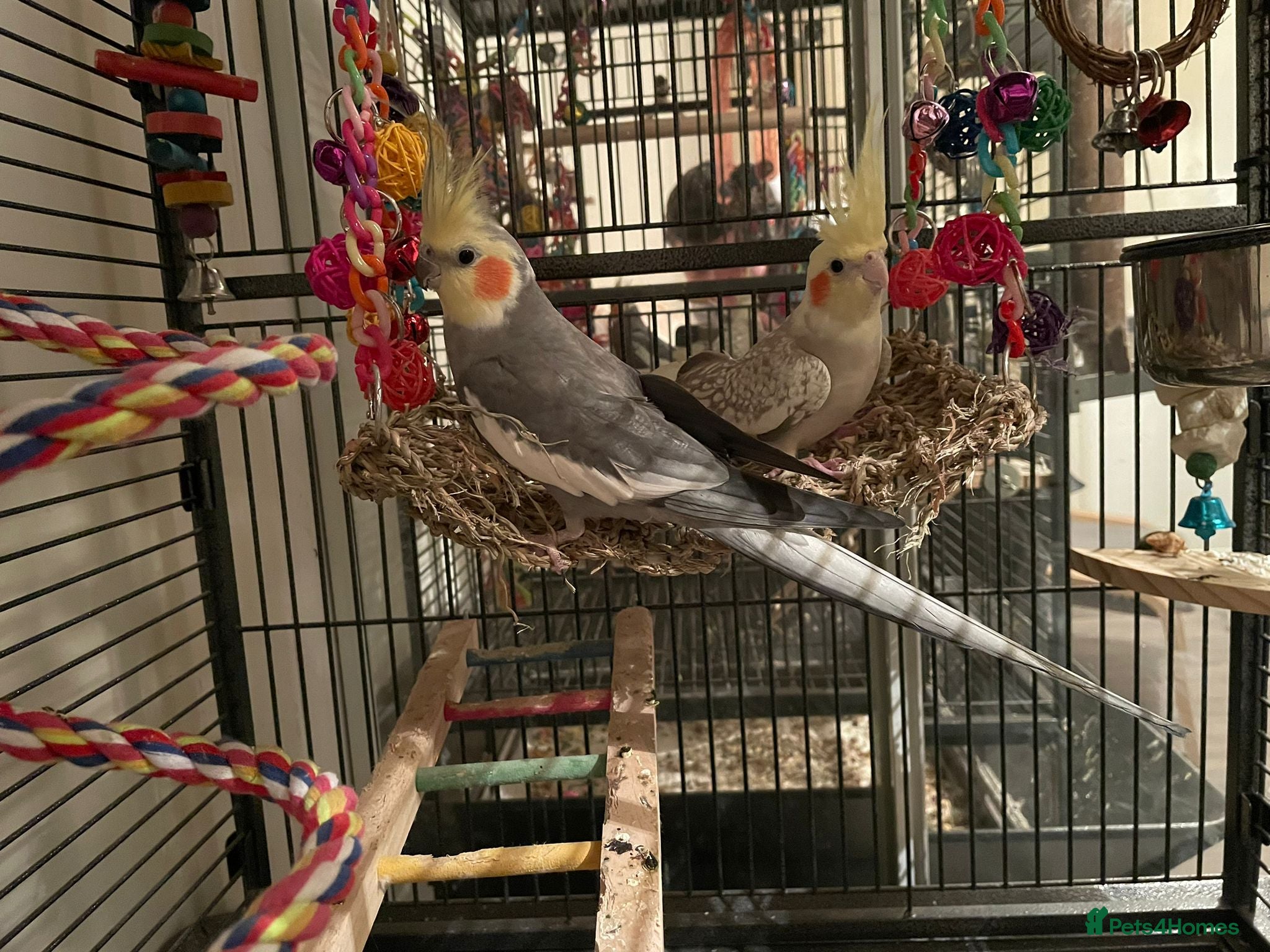 Cockatiels birds Bonded male and female cockatiel - Advert 14