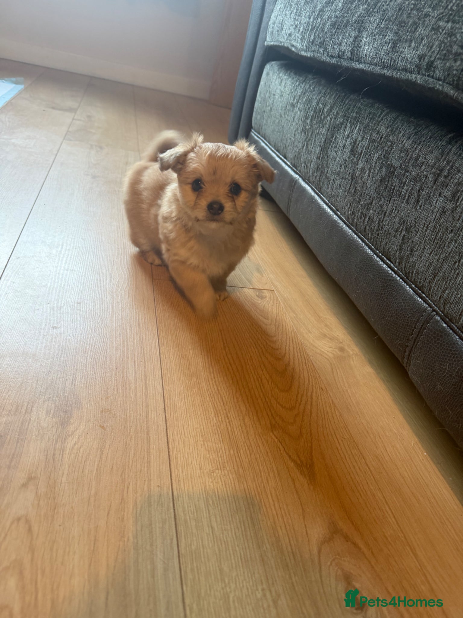 Maltipom dogs Maltipoms - Advert 1